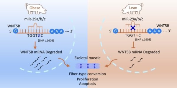 维嘉资本 研究发现调控猪骨骼肌生长发育的关键基因
